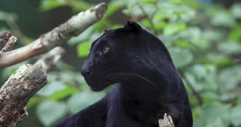 Black panther in the forest Stock Footage 138160715