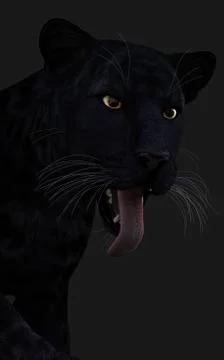 Black Panther Illustrazione stock