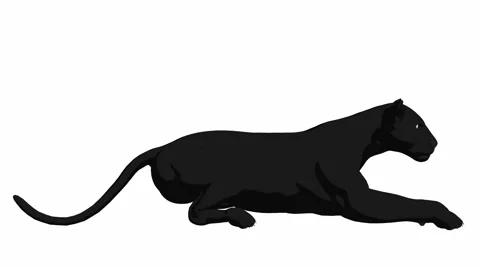 Black Panther Lying Down Stock Footage 941894