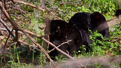 Black Panther Animal Stock Videos – Royalty-Free HD & 4K Videos