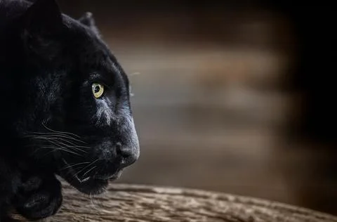 Black panther portrait in dramatic low light with copy space, powerful wild cat Stock Photos