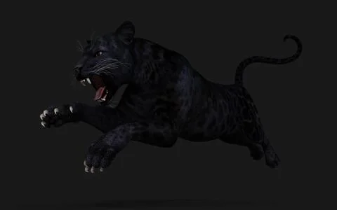 Black panther wild big cat african jungle hunter cartoon animal design  vector illustration on white background Stock Vector Image & Art - Alamy