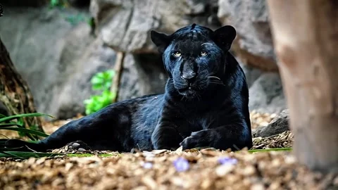  Black Panther Resting Stock Footage 323142649