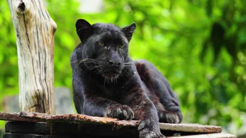 Black Panther Resting Stock Footage 323143374