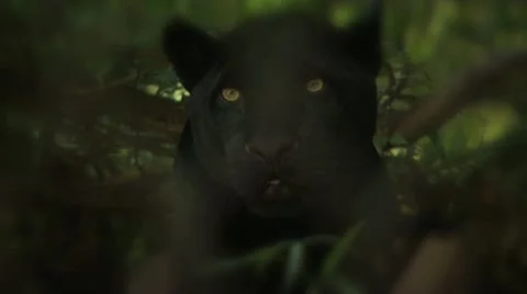 Black Panther Resting On The Shade 2 스톡 동영상 19054592