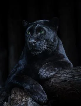Black panther resting on tree trunk in dramatic low light, powerful wild cat Stock Photos