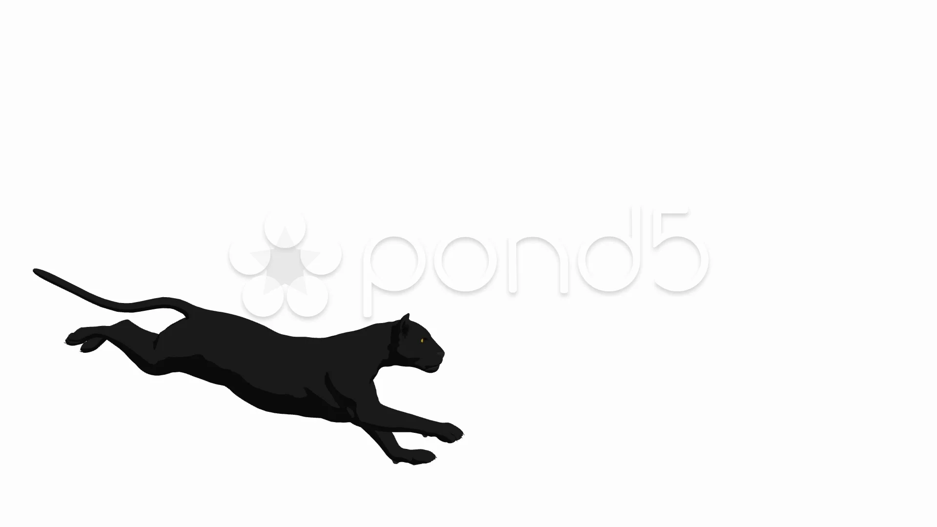 black panther animal running
