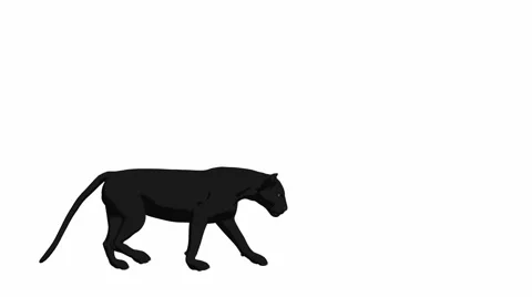black panther animal running