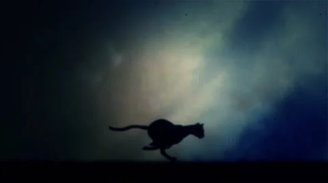 A Black Panther Runs in Loop Under a Rain and Lightning Storm at Night Stock Footage 62441839