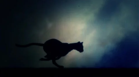 A Black Panther Runs in Loop Under a Lightning Storm at Night Stock Footage 62441842