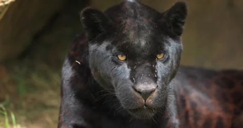 Black panther sitting in the forest Stock Footage 132794022