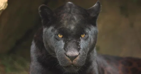 Black panther sitting in the forest Stock Footage 132794204
