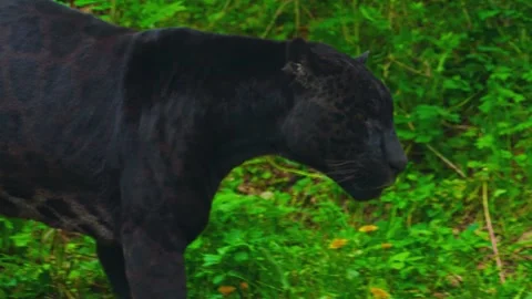 Black panther walking through lush green tropical jungle foliage as it patrols Stock Footage 340861814
