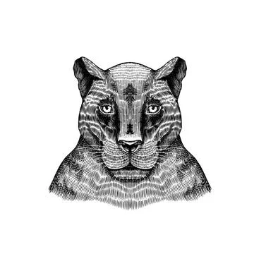 Black panther. Wild Animal. Tropical cat. Hand drawn sketch. Vector engraved Stock Illustration
