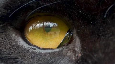 A black panthers eye  Video stock 265876082