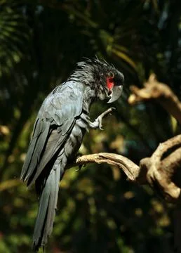 Black parrot Stock Photos