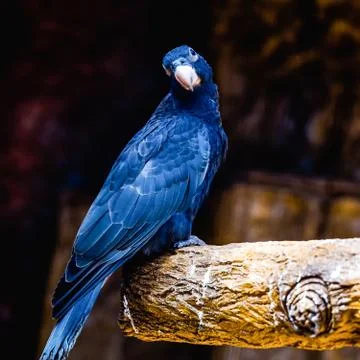 Black parrot Stock Photos