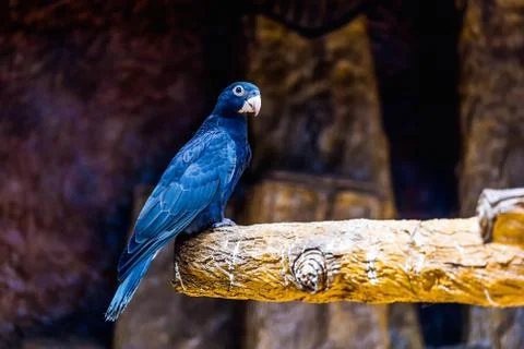 Black parrot Foto stock
