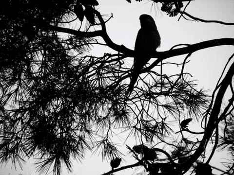 Black parrot Stock Photos