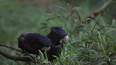 Black Parrots Interacting on Tree Branch Stock Footage 291763474