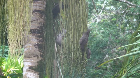 Black Parrots on tree, Seychelles Stock Footage 278224253