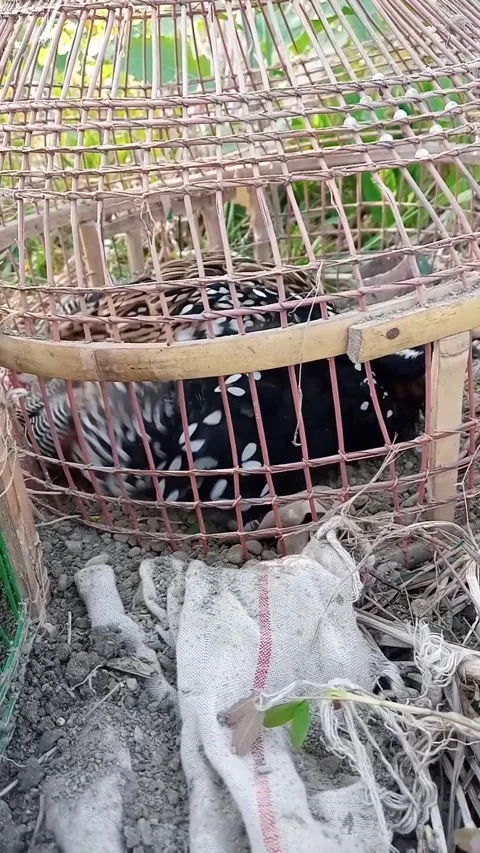 Black Partridge  Stock Footage 169831042