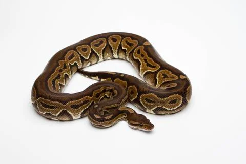 Black pastel ball python or royal python (python regius) Stock-Fotos