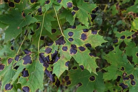 Black patch on the leaves of the maple Fotos de archivo