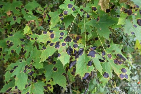 Black patch on the leaves of the maple Stock Photos