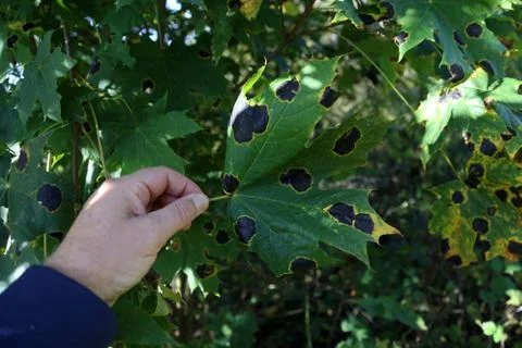 Black patch on the leaves of the maple Stock Photos