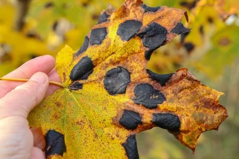 Black patch on the leaves of the maple Fotos de archivo