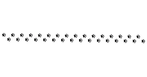 Black paw prints trail across clean white surface Stock Footage 330589201