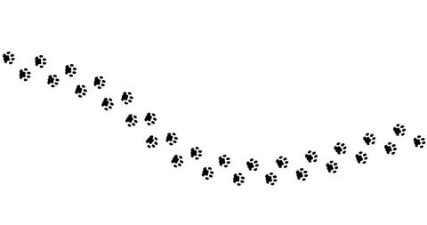 Black paw prints trail across white background Stock Footage 330589331