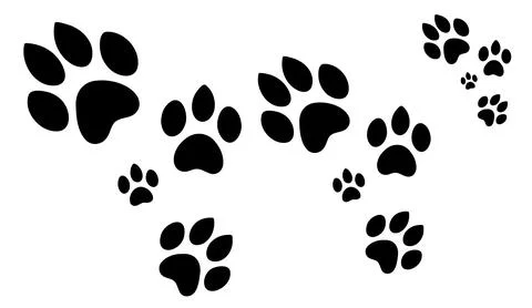 Black paw prints trail vector illustration isolated on white background for Stock Illustration