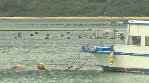 Black pearl Stock Footage 11130253