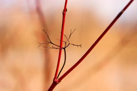 Black peduncle on red branches Stock Photos