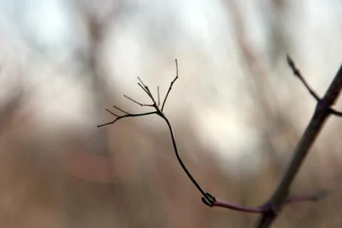 Black peduncle on a tree Stock Photos