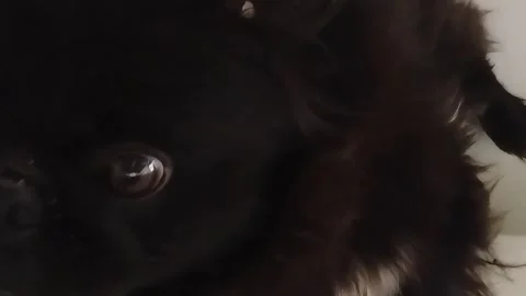 Black PekingeseDog Doing Faces While Upside Down Stock Footage 287377557