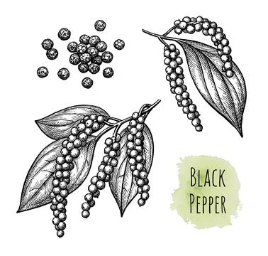 Black pepper and peppercorns. Stock-Illustration