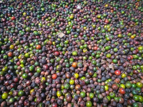 Black Pepper background texture Foto stock