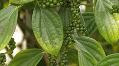 Black Pepper On The Branch Stock Footage 62762145