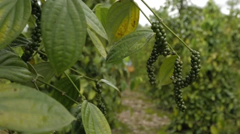 Black Pepper On The Bush Stock Footage 62761715
