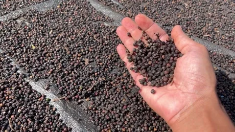 Black pepper corns that is spread across for drying in the sun with hands Video stock 269370413