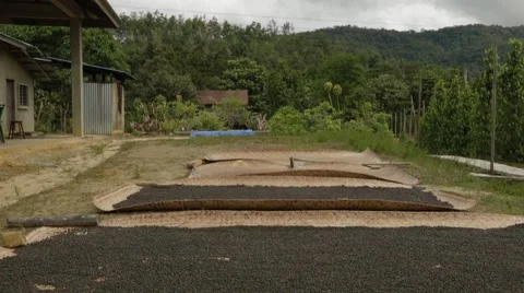 Black Pepper Drying Outdoors Stock Footage 61463209