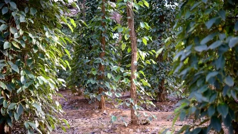 Black pepper farm Video stock 71146974