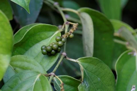 Black pepper Fruit Photos