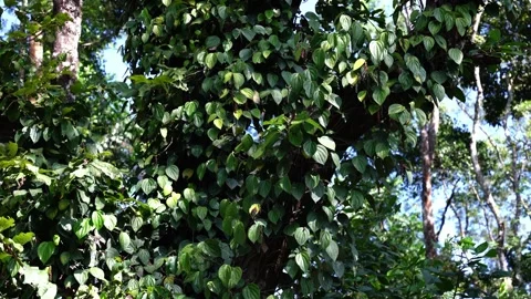 Black pepper growing on tree 库存影片 260933117