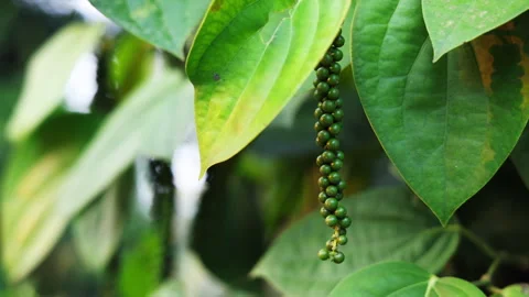 Black pepper hanging in tree, slow motion video Stock Footage 293196580