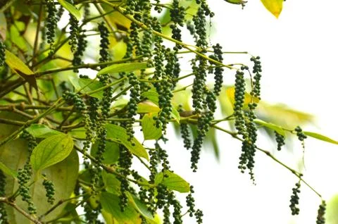 Black pepper on its vine Stock Photos