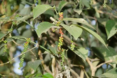 Black pepper Stock Photos